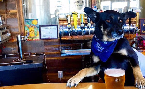 Après les bars à chats, voici les bars à chiens !