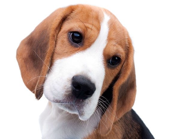 La SPA et le GRAAL sauvent à 9 beagles de laboratoires