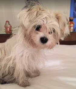 L’actrice Sophie Marceau adopte un chien à la SPA