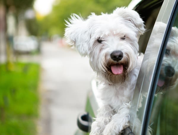 SantéVet : votre chien ou chat couvert aussi à l’étranger