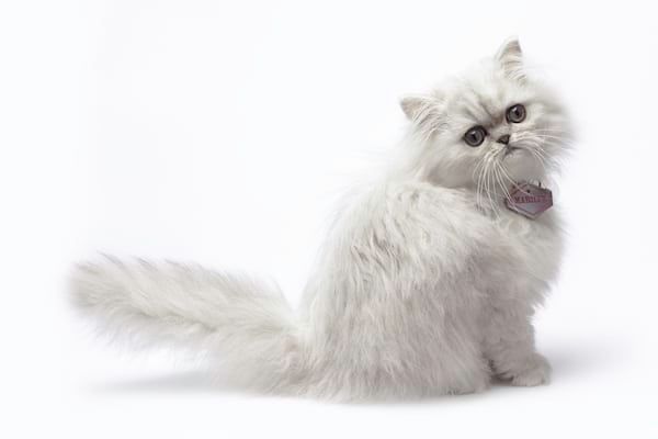 Des maisons de jeux pour chats qui sont des monuments !