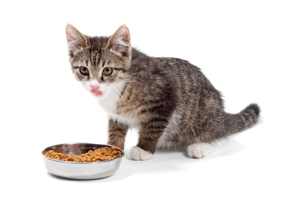 Votre chat est difficile ? Non, il veut bien manger !