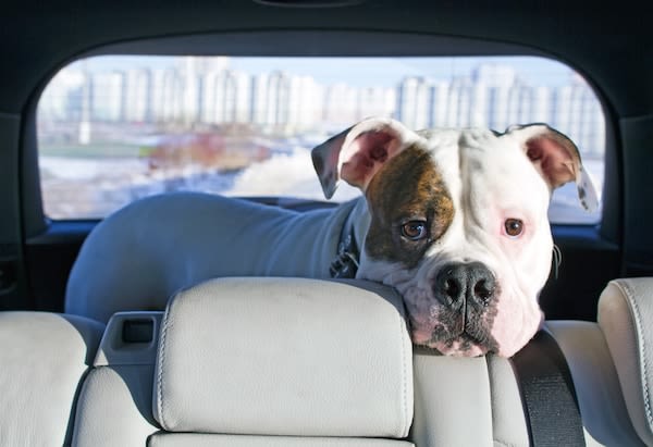 Evitez à tout prix le coup de chaleur à votre chien