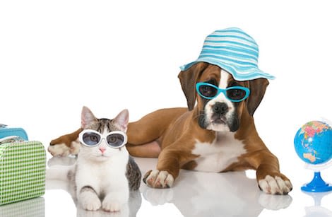 Les destinations vacances les plus dog et cat friendly