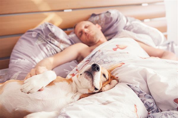 Dormir avec son chien n’affectera pas votre sommeil !