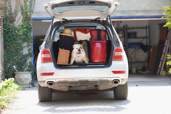 Est-il difficile de partir en vacances avec son animal ?