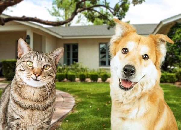 Animaux domestiques : identifiés, ils sont protégés !