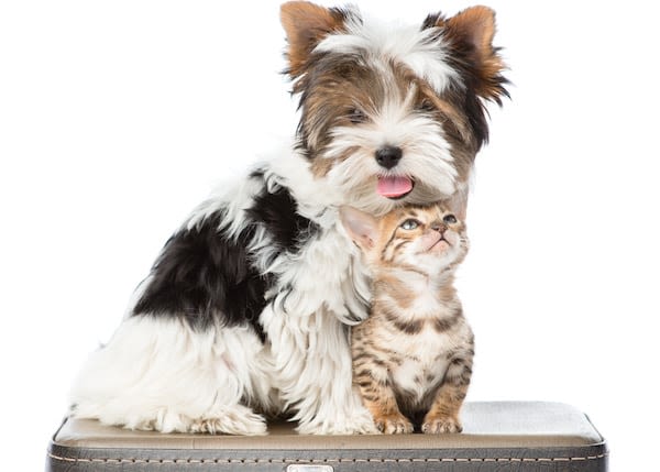 Pack Tranquillité : santé et sécurité pour votre animal