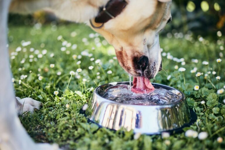 Votre chien ou chat est-il vraiment bien hydraté ?