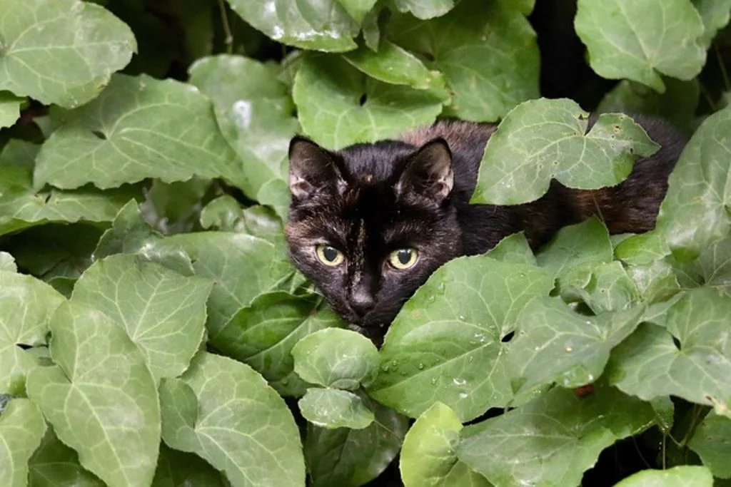Chat dans les arbres