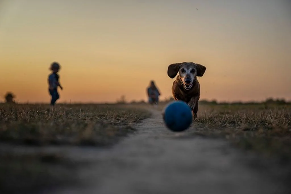 Chien en &eacute;t&eacute;