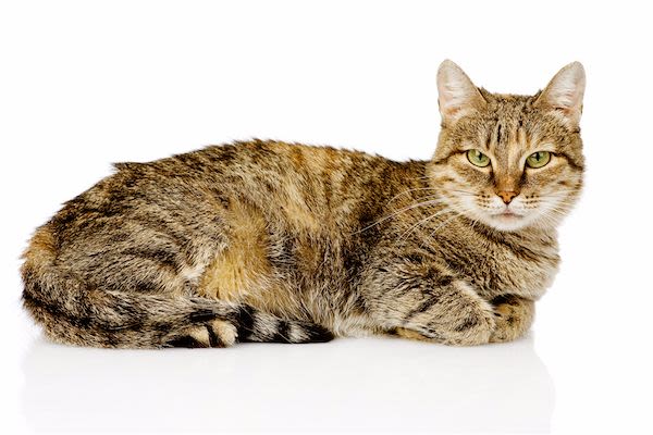 Les chats vivent de plus en plus longtemps