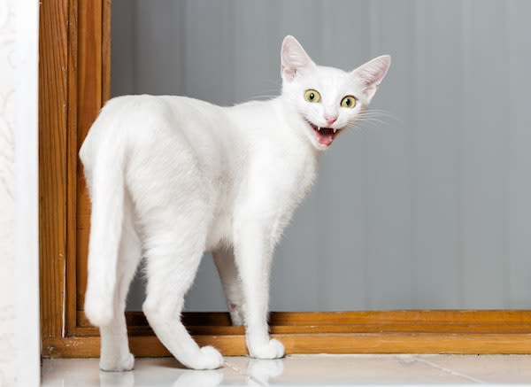 Pourquoi le chat remue ses fesses avant « d’attaquer » ?