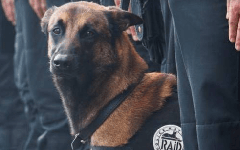 Attentats de novembre 2015 : qui a tué le chien Diesel ?