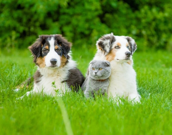 Top 5 des réflexes pour rafraîchir ton chien ou ton chat pendant la canicule