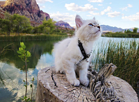 Randonner avec son chat ? C’est possible !