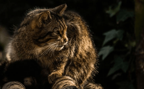 Un geste pour les chats sauvages des Highlands d’Ecosse