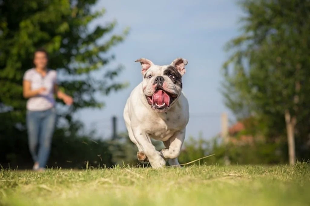 chien qui n-obeit pas conseils education santevet