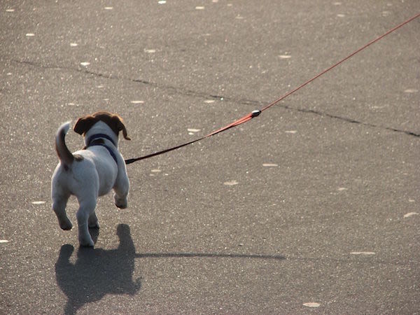 Crottes de chien : le canular d’un service de ramassage !
