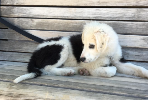Johnny Hallyday adopte un chien abandonné