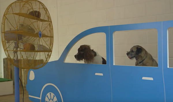 Une exposition d’art contemporain pensée pour les chiens
