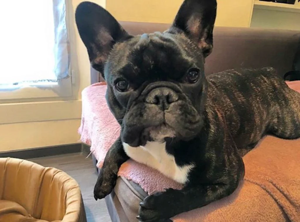 looper bouledogue francais-1