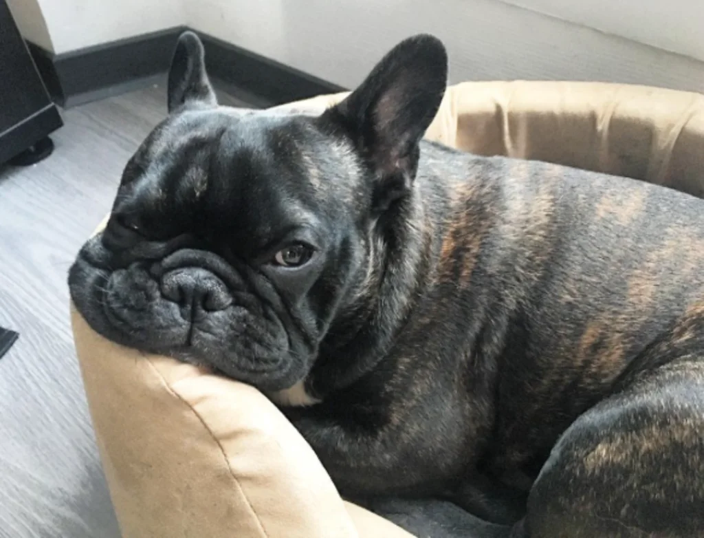 looper bouledogue francais-2