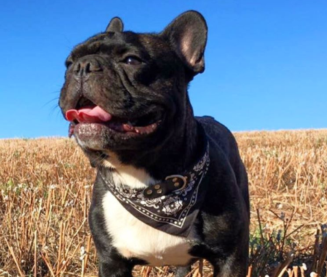 Looper : un bouledogue français qui fait le buzz !