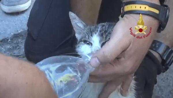 Séisme en Italie : le sauvetage des chats et chiens