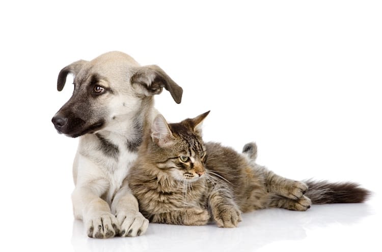 Stérilisation des chiens et chats : pas de crédit d’impôt