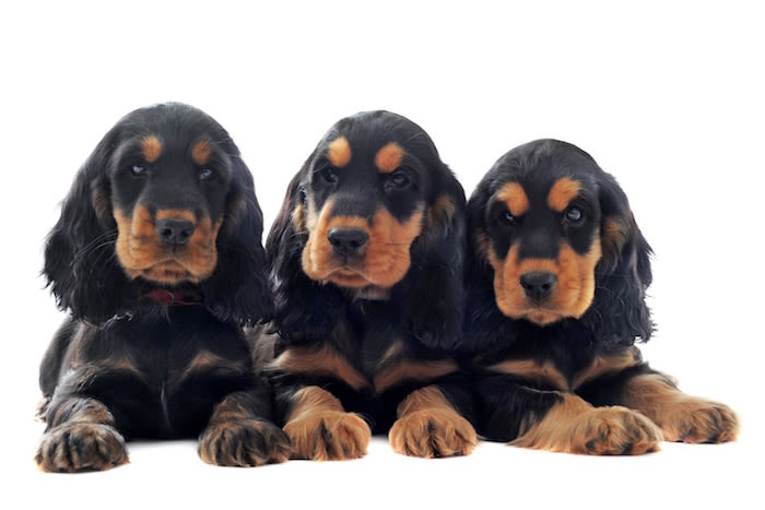 90% des Français sont concernés par le bien-être animal