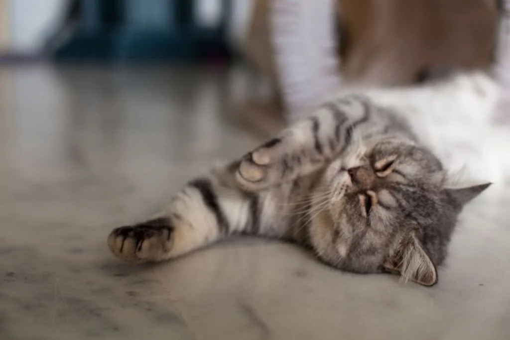 Chat allong&eacute; sur sol