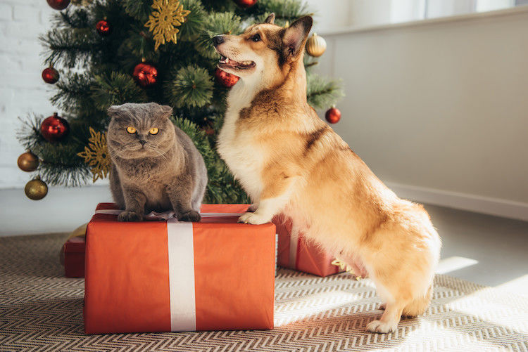 Quel cadeau faire à son chien ou son chat pour Noël ?