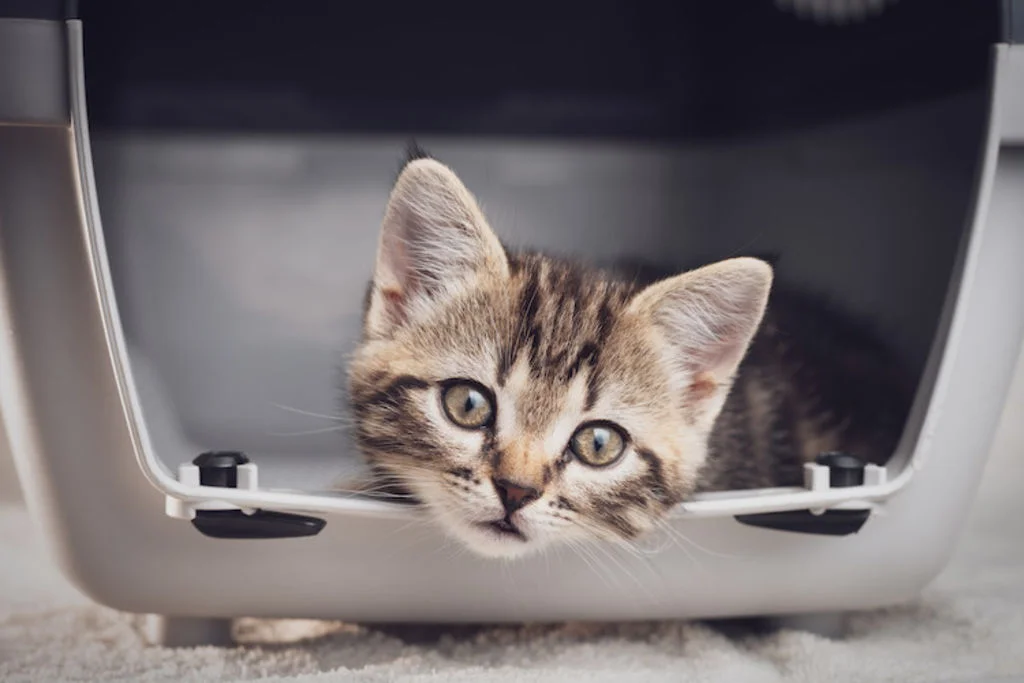 caisse_de_transport_pour_chat