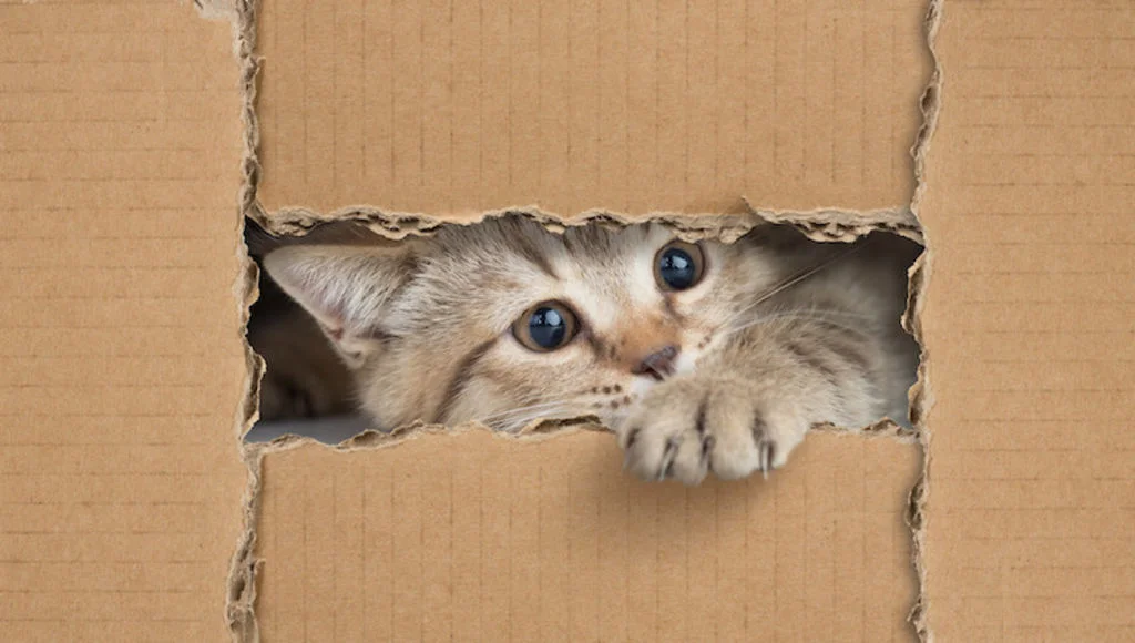 chat_et_boite_en_carton