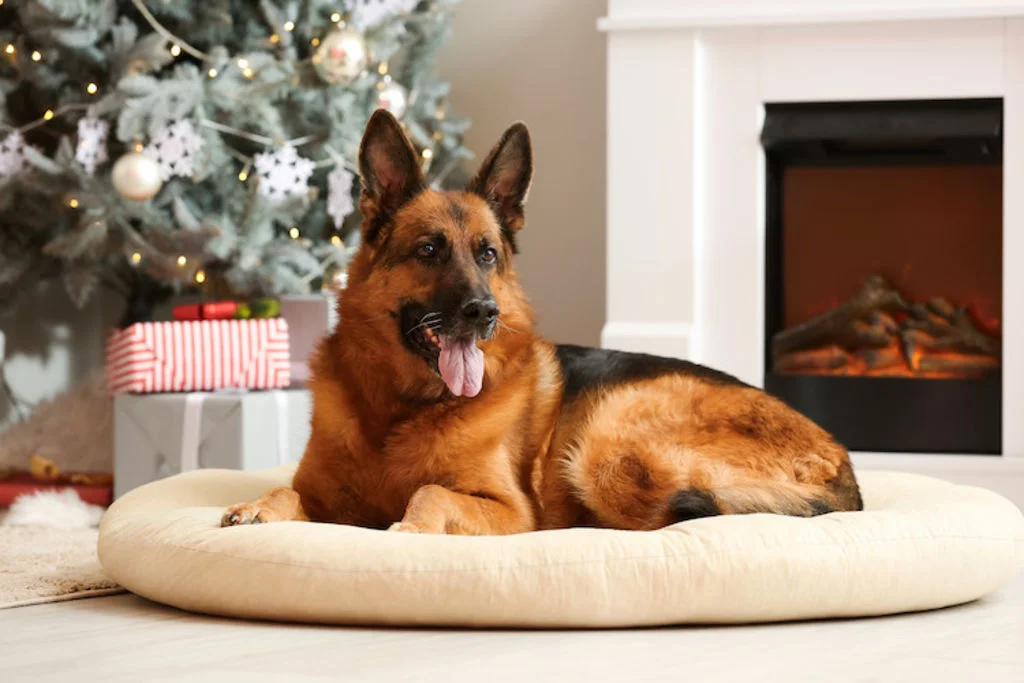 coussin_pour_chien