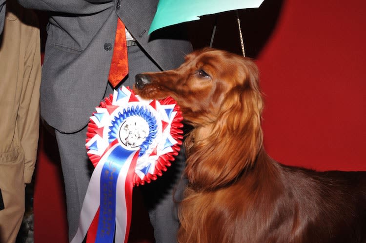 Metz : 2 expositions canines et plus encore