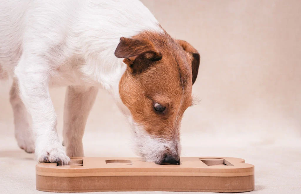 jeu_intelligent_pour_chien