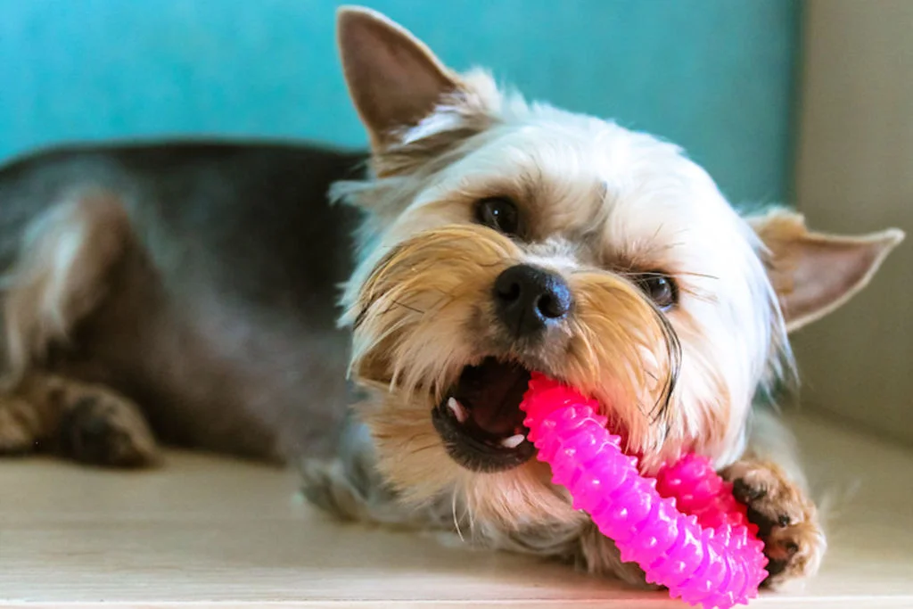 jouet_pour_chien