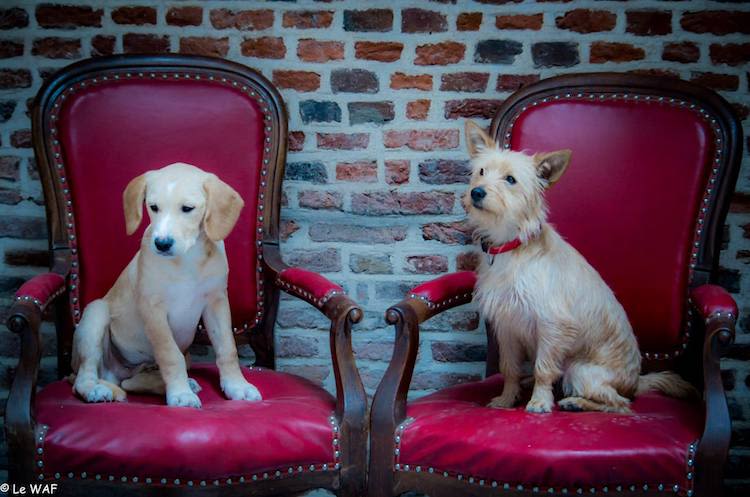 Après les bars à chats, voici les bars à chiens en France