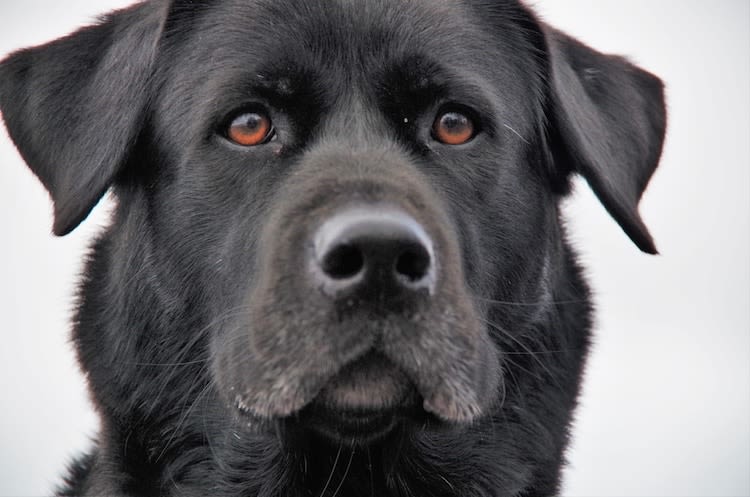 Pourquoi le poil du chien grisonne ? A cause du stress !