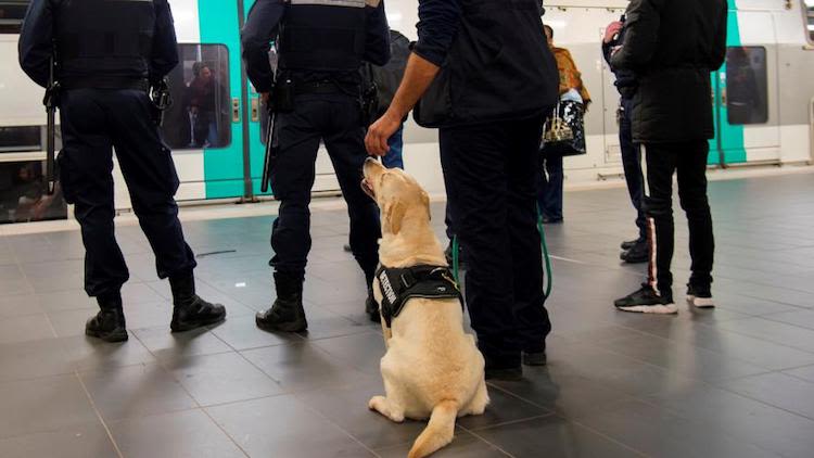 Des truffes de chiens en 3 D contre les engins explosifs