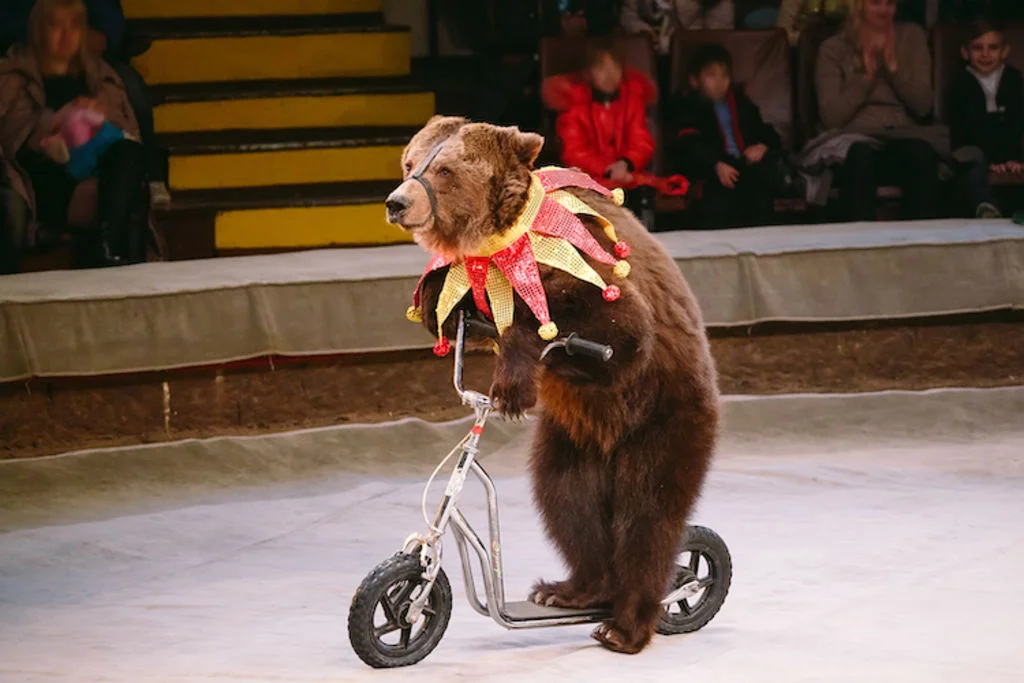 interdiction_animaux_de_cirque