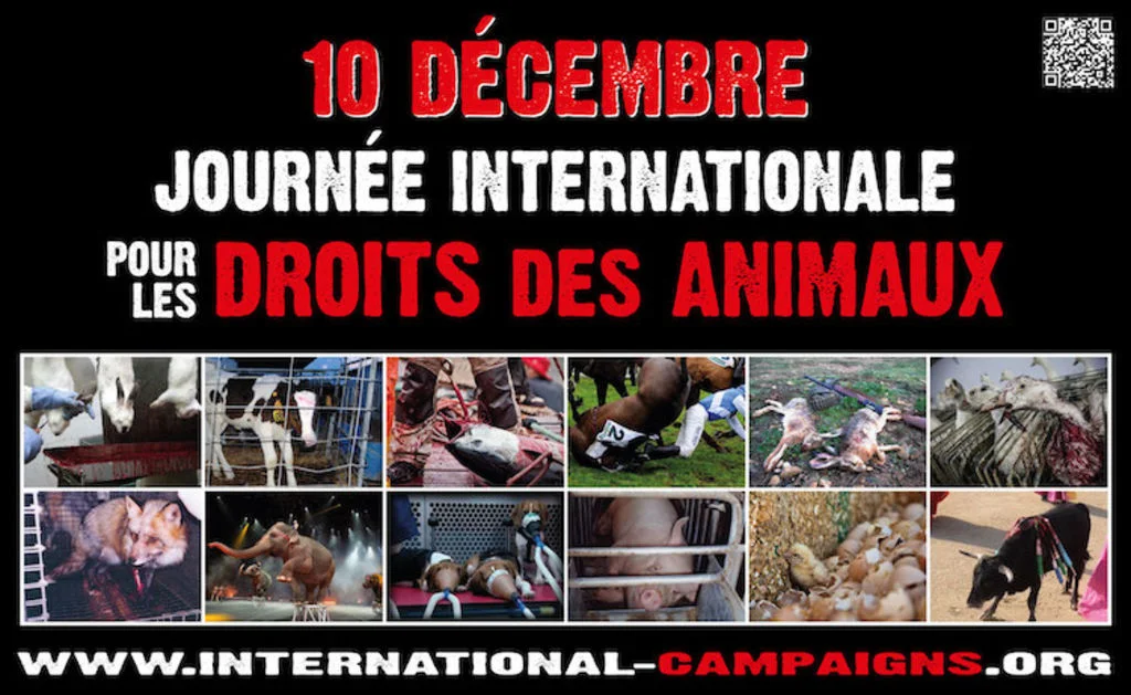 journee_internationale_des_droits_des_animaux