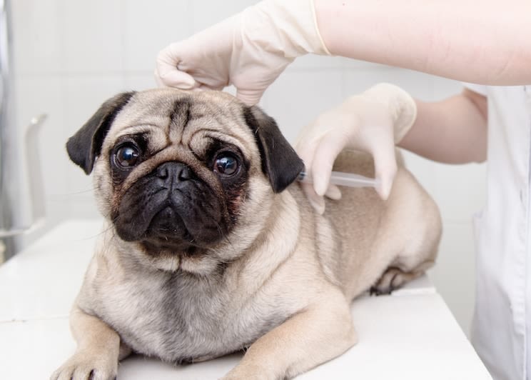 Quels vaccins pour mon chien ? Et quels remboursements ?