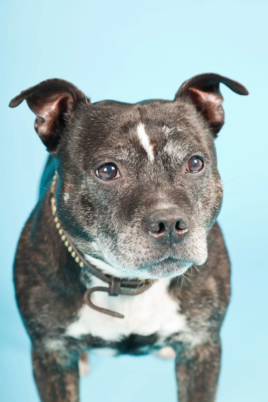 SV tete pitbull 