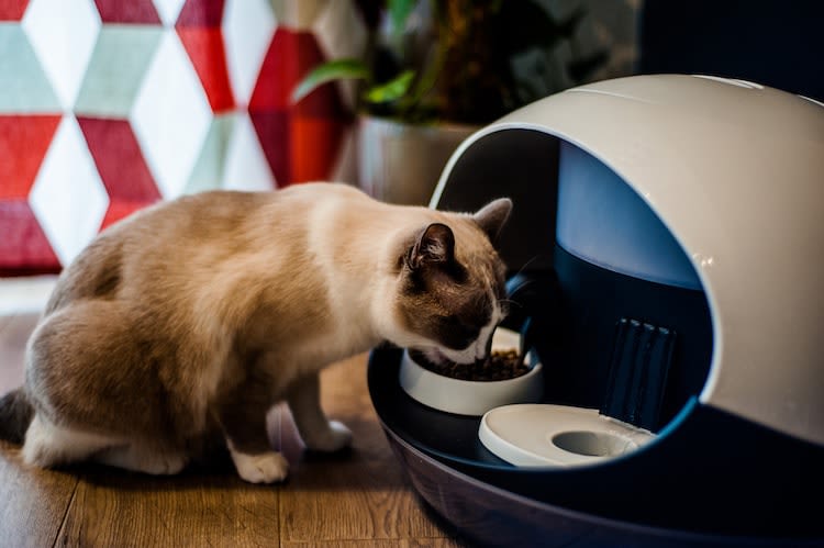 Une gamelle connectée pour la santé de votre chat !