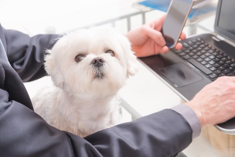 Chiens au bureau : source de bien-être pour les salariés