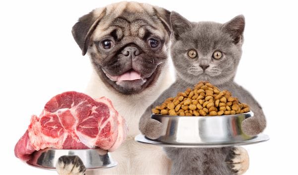 Chiens et chats : ils sont vraiment de plus en plus gros !