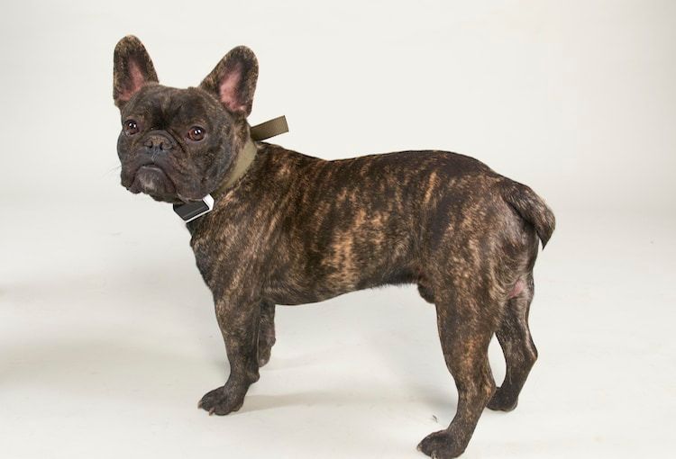 Le premier collier intelligent connecté pour chiens !